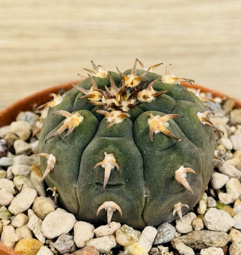 Gymnocalycium spegazzinii - , v