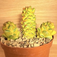 Monadenium ritchiei f