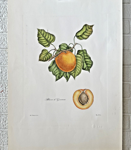 Albicoca germania albicocca - germania,