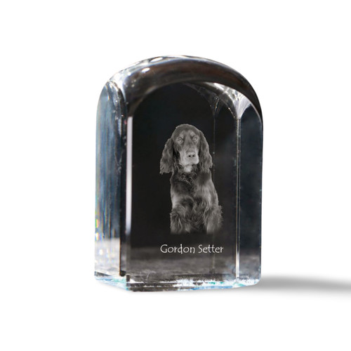 Gordon setter schottischer - setter,