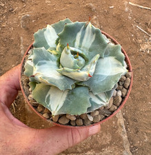 AGAVE POTATORUM VAR