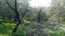 LEGNA DI OLIVO DA ARDERE