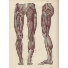 TAVOLA ANATOMICA ANATOMIA