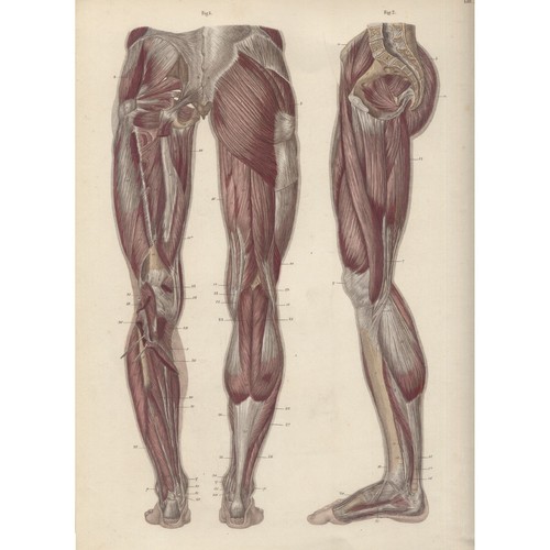 Tavola anatomica anatomia - tavola,