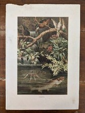 Trout Print-From Life Of