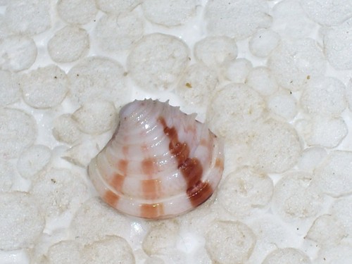 Clausinella fasciata doble - clausinella,