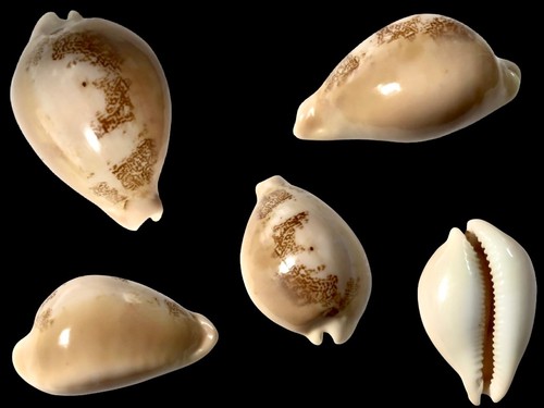 Cypraea hiraseadusta - cypraea,,