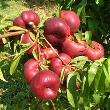 Nettarina piatta, eccellente varietà 1 bareroot innestato