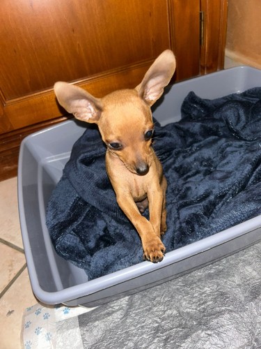 Cuccioli pincher toy un - pincher,
