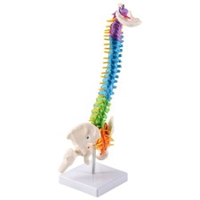 45cm con anatomia umana - anatomia,