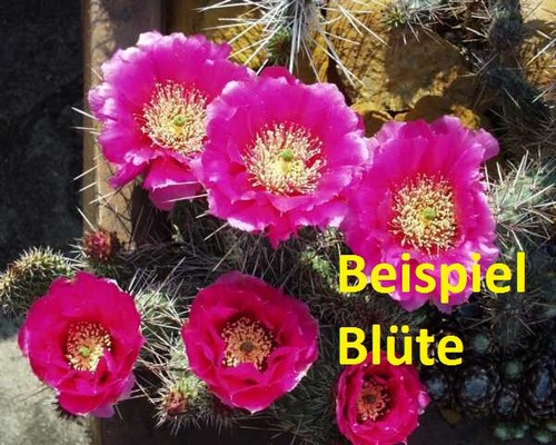 Opuntia polyacantha bernalillo - opuntia,