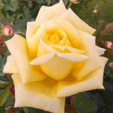 Rosa Grandi Fiori "MARCO POLO"