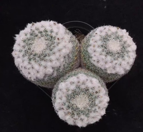 Mammillaria brauneana wysiwyg - mammillaria,