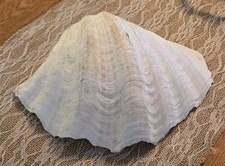 Grande guscio di vongole