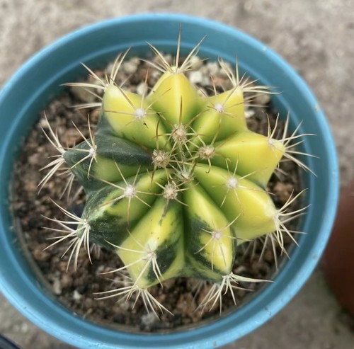 Melocactus piante succulente