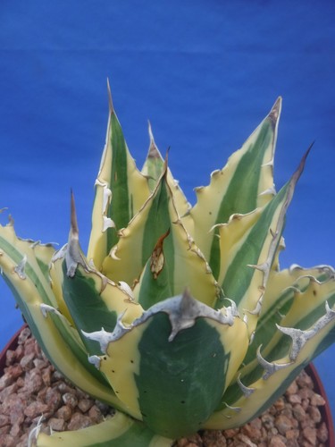 Agave titanota snaggle - agave,