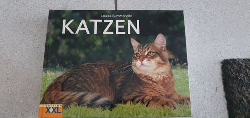 Katzen bildband xxl - bildband,