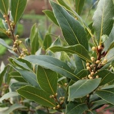 20 SEMI ALLORO "LAURUS