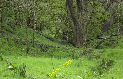 Photo 12x8 woody - 12x8, stream