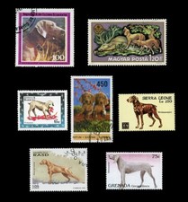 WEIMARANER GERMAN DOG