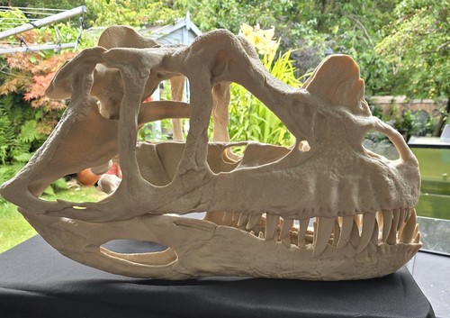 Ceratosaurus dinosaur skull - dinosaur,