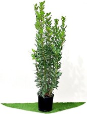 ALLORO Laurus Nobilis 200 cm