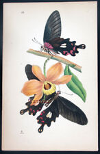 1854, WESTWOOD'S ARCANA ENTOM. STIVALI PAPILIO NUOVE SPECIE INDIANE DIPINTE A MANO VP9