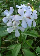 15 graines SAPONAIRE HERBE A SAVON(Saponaria Officinalis)E316 SOAPWORT SEEDS 