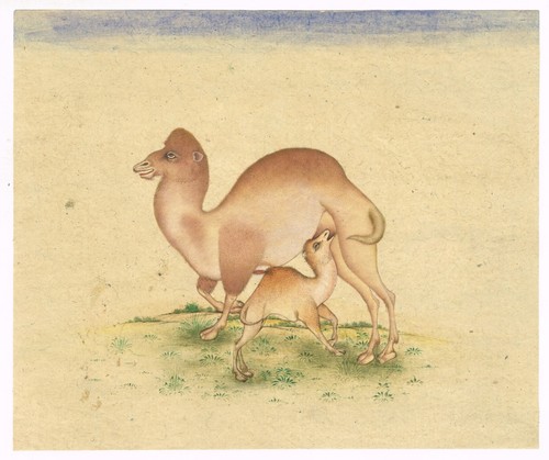 Dipinto arabo camelo - dipinto,