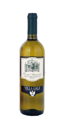 Pinot nero bianco vivace - nero,