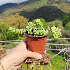 ?1 Pianta Vaso 9 Ø Cm SEDUM BURRITO Pendente Fiorellini?+ Omaggio