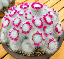 Mammillaria hahniana 'old lady