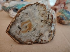 Grossa Fetta Di Legno Fossile Lucidata 529g