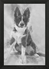 Border Collie cucciolo 5 mont
