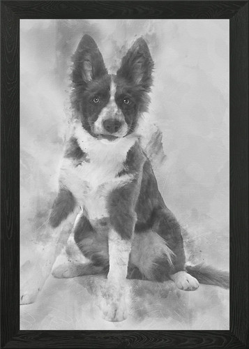 Border collie cucciolo mont - border,