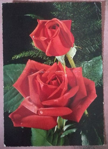 Cartolina tematica fiori rose - tematica,
