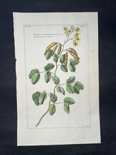 1774 - BUCHOZ - STAMPA BOTANICA ANTICA ORIGINALE COLORATA A MANO - METROSIDEROS