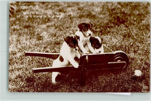 39282253 jack russell - 39282253,