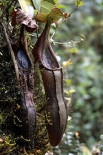 NEPENTHES IZUMIAE - PIANTA CARNIVORA, 10 SEMI