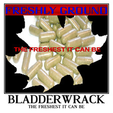 Bladderwrack fucus vesiculosu - fucus,