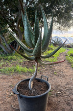 ALOE MARLOTHII - PIANTA DA