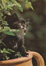 C1 - Cp Cartolina Fotografica Cuccio Gatto Nero - Fg Vg 1981