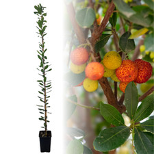 PIANTA di CORBEZZOLO Arbutus Unedo ALBERO da FRUTTO H 150 cm FACILE COLTIVAZIONE