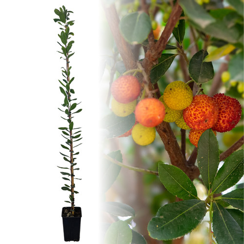 Pianta corbezzolo arbutus - pianta,