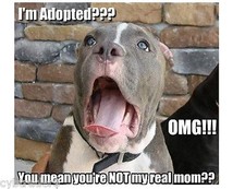 Calamita frigo/cassetta attrezzi cane Pit Bull Terrier divertente adottato 