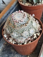 Mammillaria lenta pot cm - lenta,,