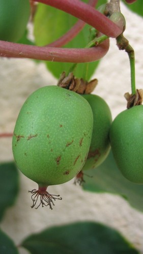 Pianta kiwi arguta - di,