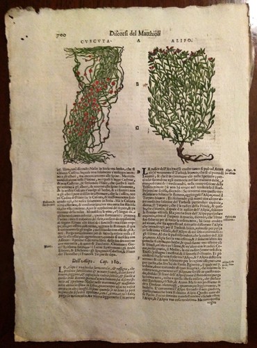 Stampa antica erbario mattioli - erbario,