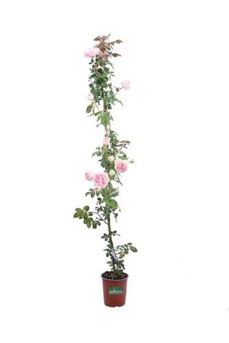 Pianta vera rosa - pianta,