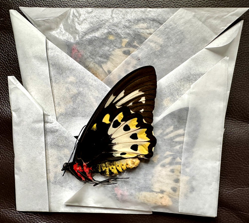 Ornithoptera priamus - x,